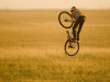 Life Cycles